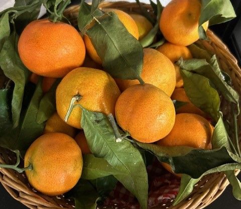 Mandarinen aus Kalabrien