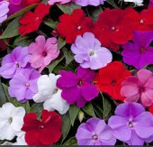 new guinea impatiens assorted colors basket - shade