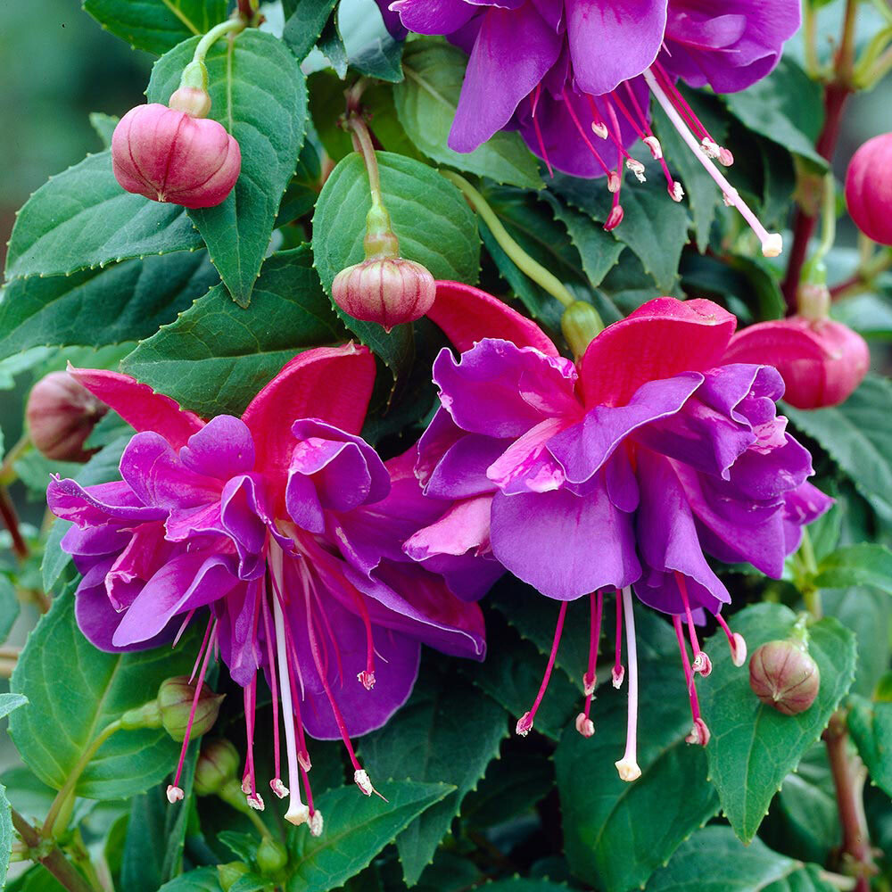 fuchsia dark eyes basket - part shade