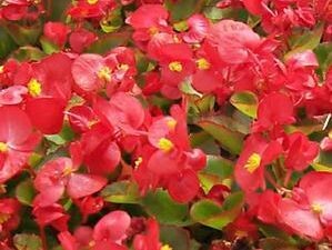 begonia - olympia red - part/full sun (market pack with 6 small plants)