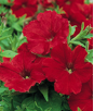 supercascade petunia - red - sun (market pack with 6 small plants)