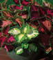 Coleus - rainbow mix - shade/part sun (Market pack with 6 small plants)
