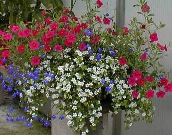 after the rain (calibrachoa/lobelia/bacopa) basket - sun