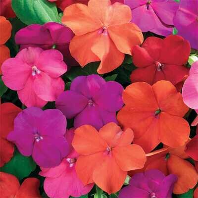 impatiens - mixed - part/full shade (market pack with 6 small plants)