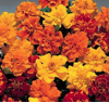 marigolds - safari mix - sun (market pack with 6 small plants)