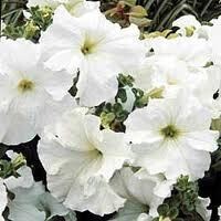 supercascade petunia - white - sun (market pack with 6 small plants)