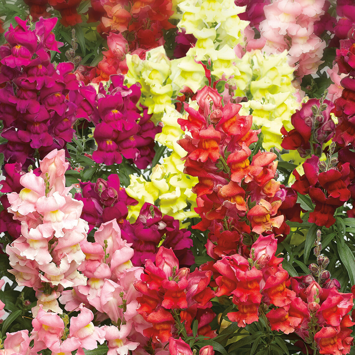 snapdragon - mix -part/full sun (market pack with 6 small plants)