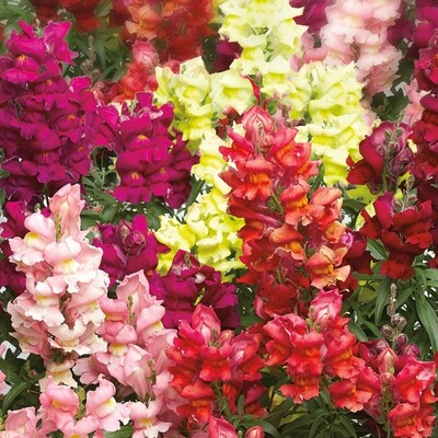 snapdragon - snaptastic -part/full sun (market pack with 6 small plants)