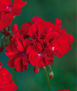 geraniums - red - sun (single plant in 4.5&quot; pot)