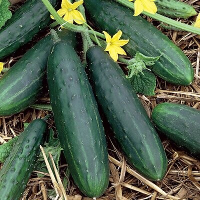 cucumbers - pickling (3&quot; pot)