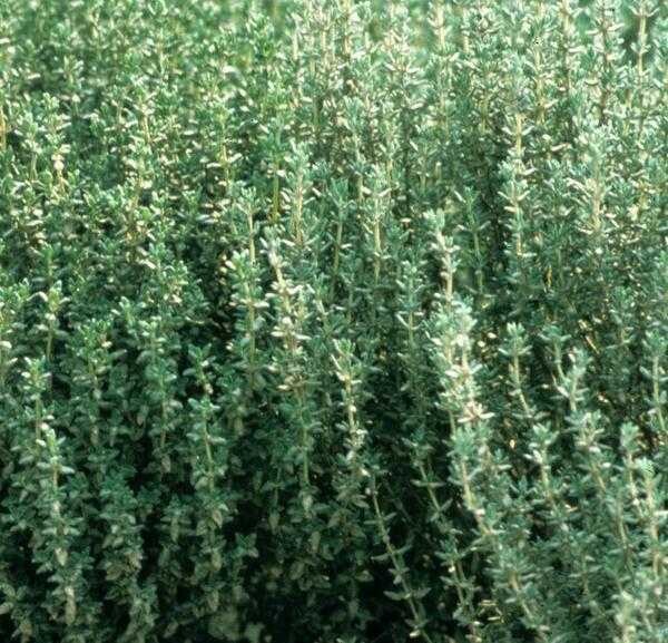 thyme  (4&quot; pot)