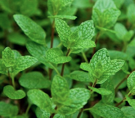 mojito mint  (4&quot; pot)