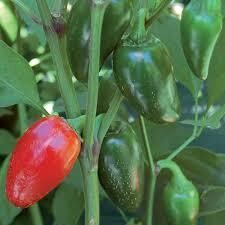 jalapeno pepper (3&quot; pot)
