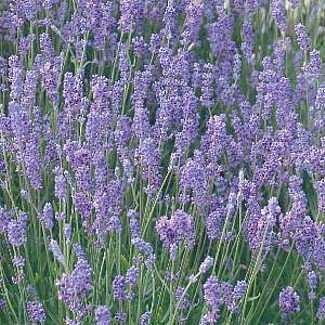 lady lavender  (4&quot; pot)