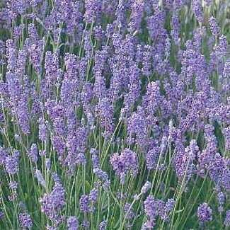 lady lavender (4&quot; pot)