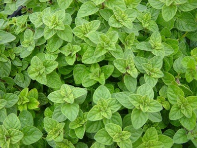 oregano  (4&quot; pot)