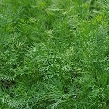 dill  (4&quot; pot)