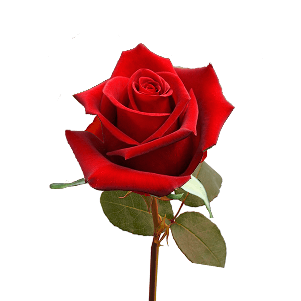 roses-for-robin-hood