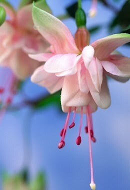 fuchsia  southgate - part shade