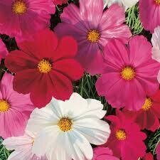 cosmos - mixed - full sun (market pack with 6 small plants)