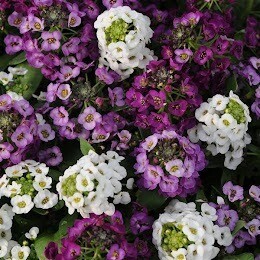 alyssum - mix (market pack with 6 small plants)