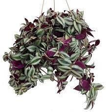 Wandering Jew - full/partial shade
