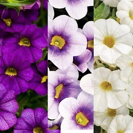 When Stars Come Out (Calibrachoa Mix) - sun