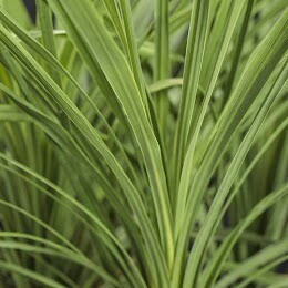 Dracaena Spikes  (single plant in 4&quot; pot)
