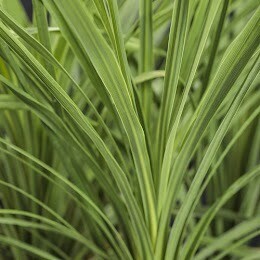 Dracaena Spikes (single plant in 4.5&quot; pot)