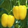sun bell yellow pepper (3&quot; pot)