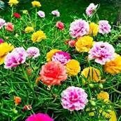 portulaca - mix - sun (market pack with 6 small plants)
