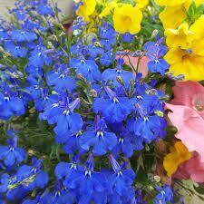 lobelia - blue - partial sun (market pack with 6 small plants)