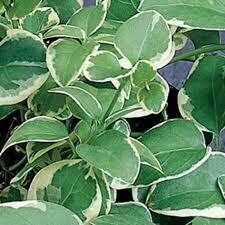 Vinca Vine (single plant in 4&quot; pot)