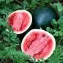 watermelon - sugarbaby (3&quot; pot)