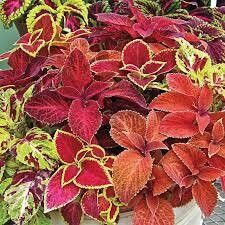 Coleus - Wizard mix - shade/part sun (Market pack wtih 6 small plants)