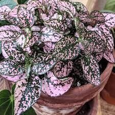 Polka Dot - Confetti Pink  (single plant in 4&quot; pot)