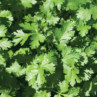 cilantro (4&quot; pot)