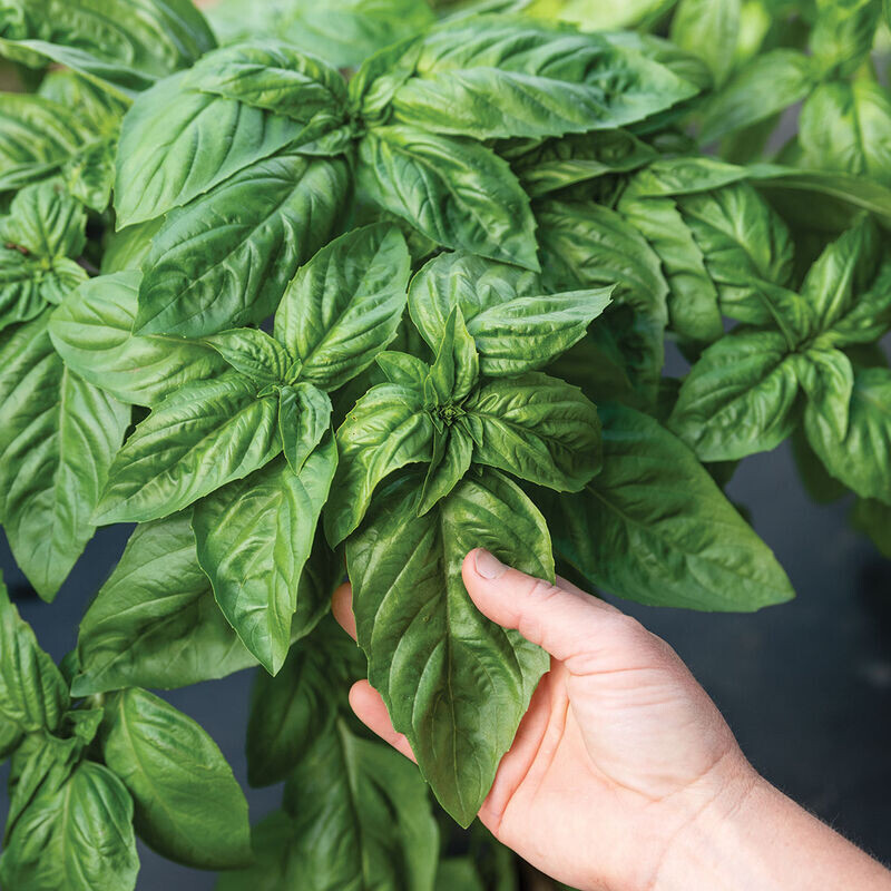 sweet basil  (4&quot; pot)