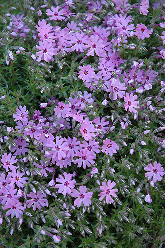 Phlox Creeping Fort Hill (full sun)