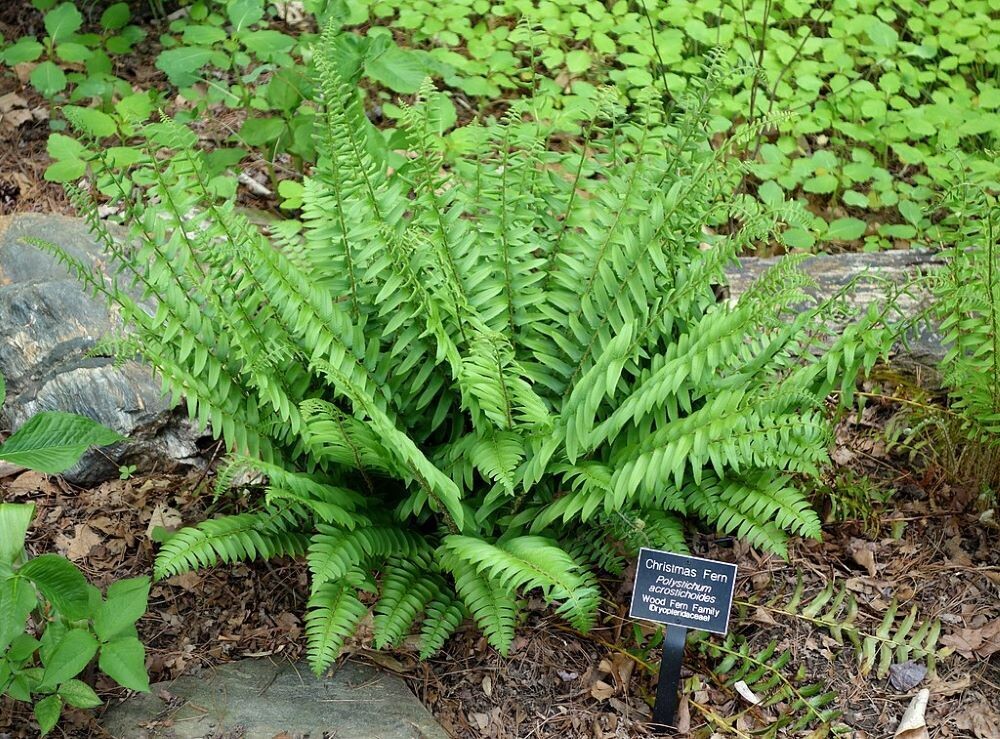 Fern - Christmas (shade)