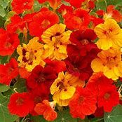 nasturtium - full sun  (4&quot; pot)