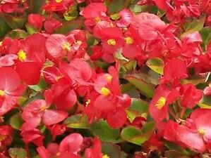 begonia - red - part/full sun (market pack with 6 small plants)