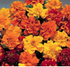 marigolds - mix - sun (market pack with 6 small plants)