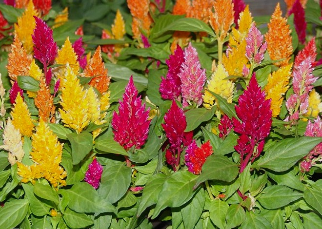 celosia - mix - sun (market pack with 6 small plants)