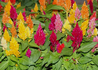 celosia - mix - sun (market pack with 6 small plants)