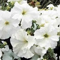 petunia - white - sun (market pack with 6 small plants)