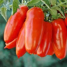 san marzano roma      (4" pot)