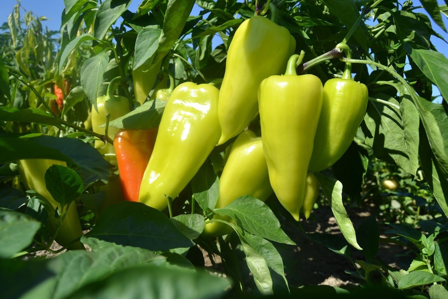 sweet banana pepper (4" pot)