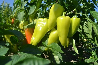 sweet banana pepper (4" pot)