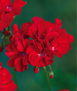 geraniums - red - sun (single plant in 4.5" pot)